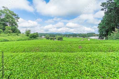  Fresh green tea farm in spring , Row of tea plantations (Japanese green tea plantation) with blue sky background in Fuji city ,Shizuoka prefecture, Japan.