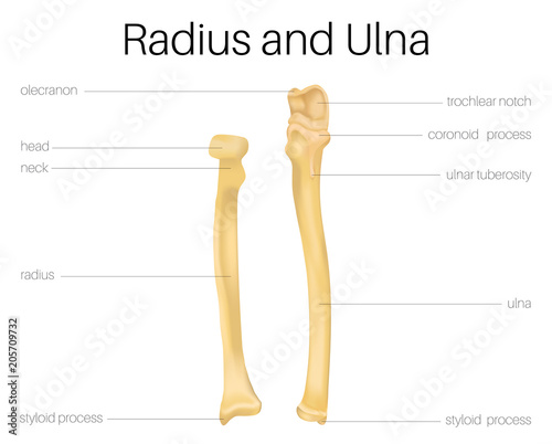 Radius and ulna human photo