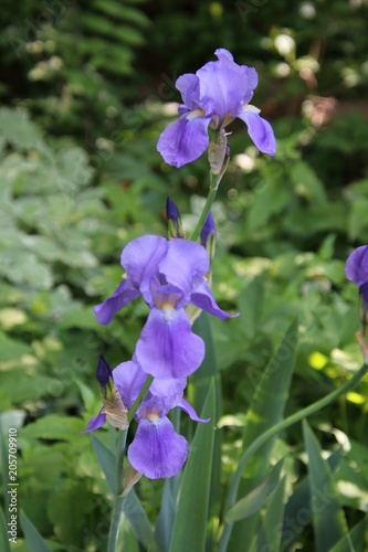 Purple Flowers