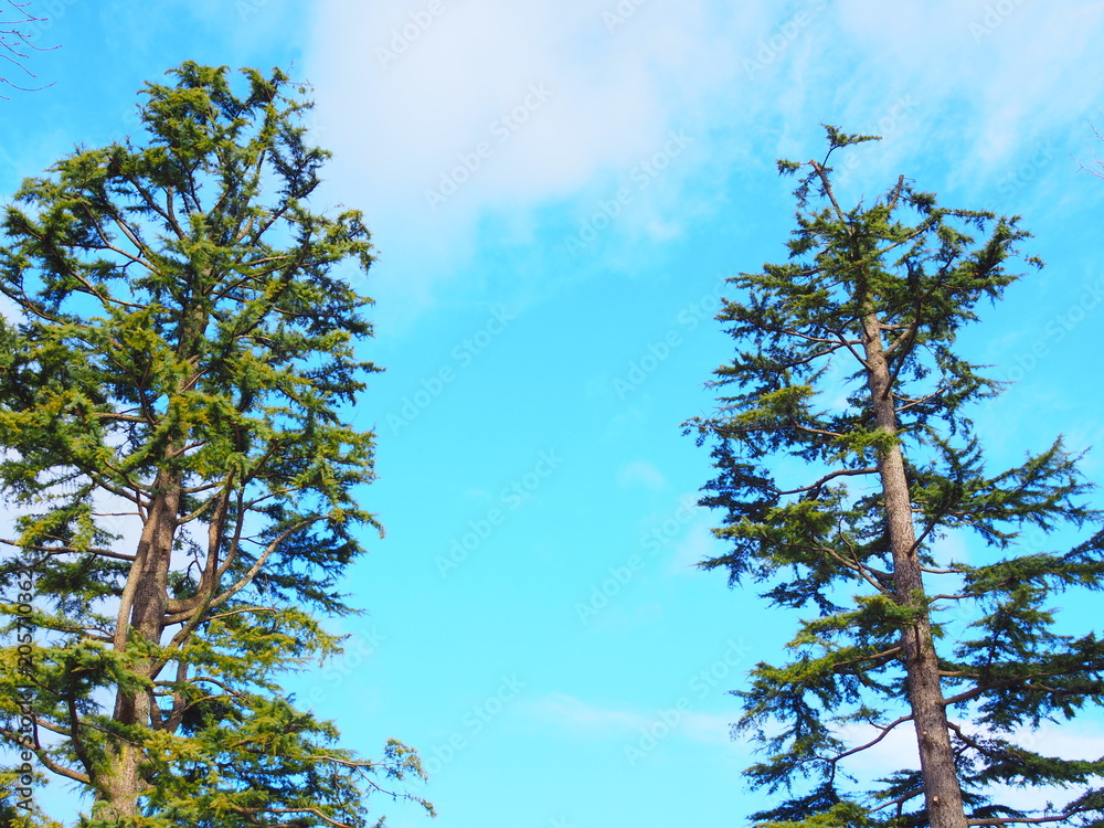 Two high Japanese green dry pine cypress tree shoot top on both left and right side, with light blue and small grey winter cloud sky in the park background