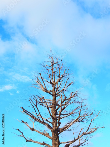 No leaf pyramid shape dry brown branch single pine xmas tree top shoot in winter with small grey cloud and light blue sky background, vertical shot