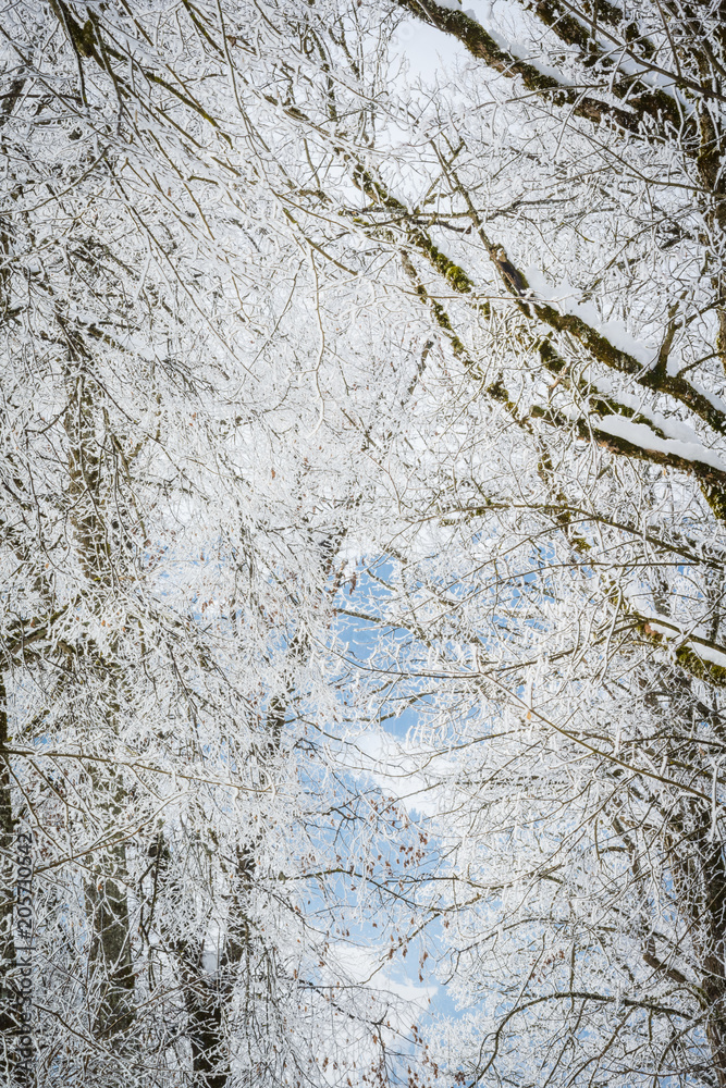 Landscape with hoarfrost on the branches near the lake Zell am See. Austria Landscape with hoarfrost on the branches near the lake Zell am See. Austria