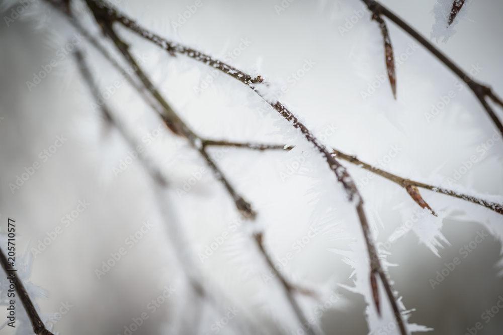 Landscape with hoarfrost on the branches near the lake Zell am See. Austria Landscape with hoarfrost on the branches near the lake Zell am See. Austria