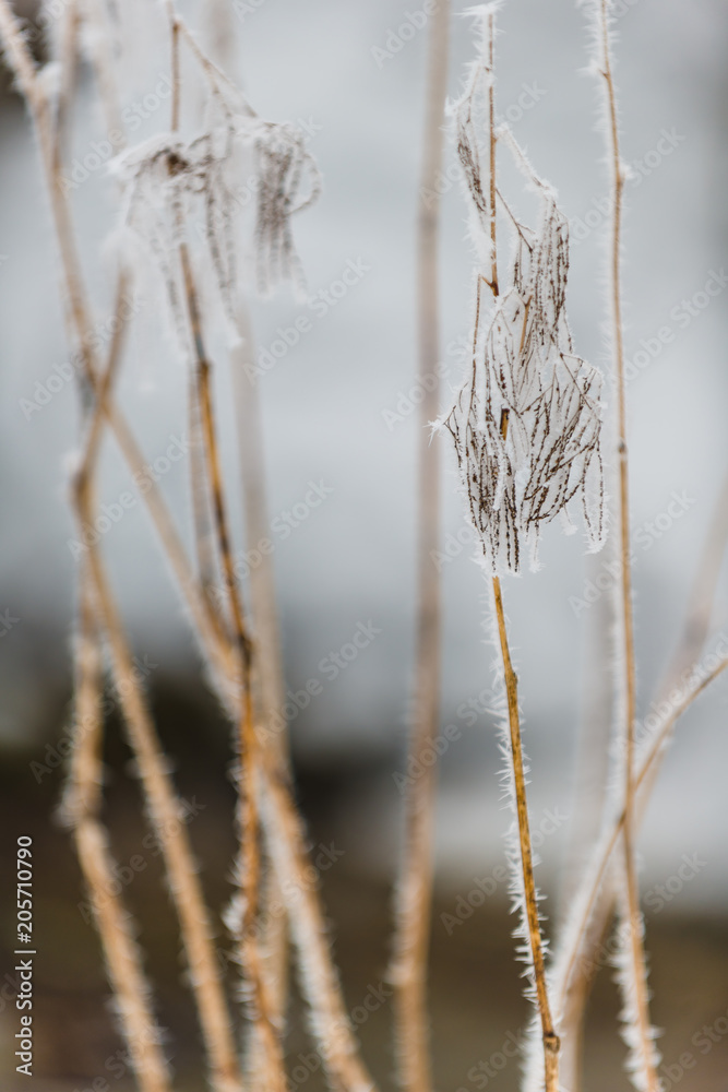 Landscape with hoarfrost on the branches near the lake Zell am See. Austria Landscape with hoarfrost on the branches near the lake Zell am See. Austria
