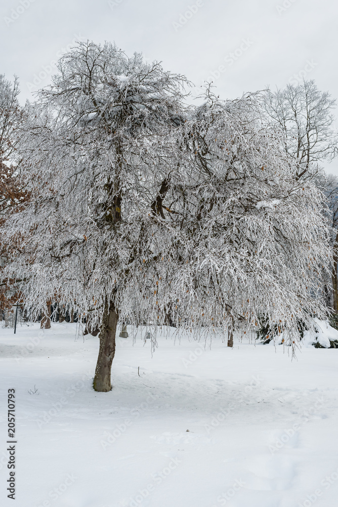 Landscape with hoarfrost on the branches near the lake Zell am See. Austria