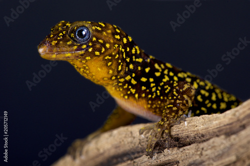 Annulated gecko (Gonatodes annularis)