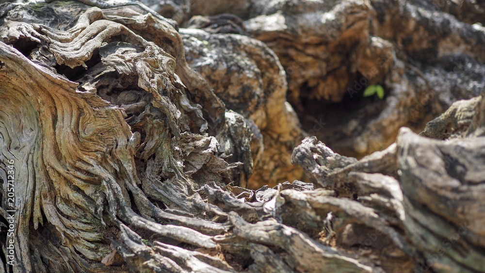 Closeup of beautiful tree texture and detail. Closeup of beautiful tree texture and detail.