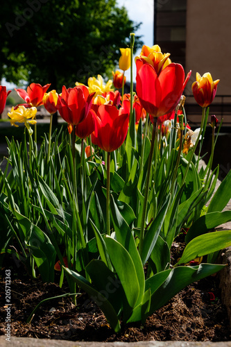 red and yellow tulip garden outside Riquewihr, Alsace.