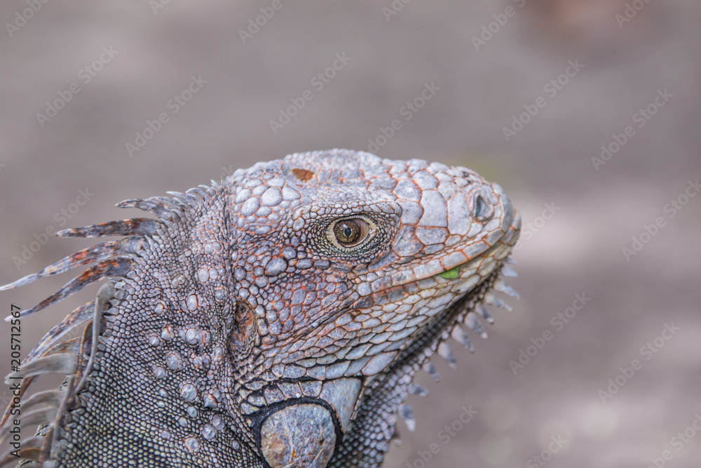 Obraz premium Iguana, tropical animal Costa Rica
