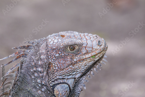 Iguana  tropical animal Costa Rica