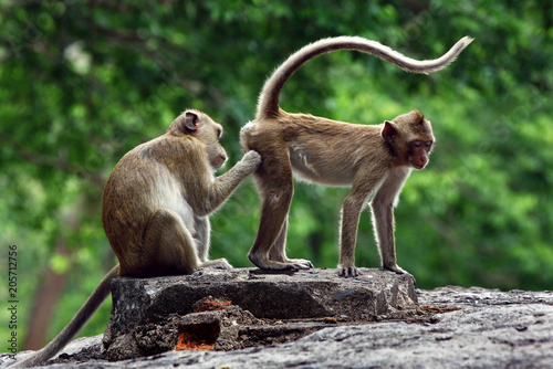 monkeys cute