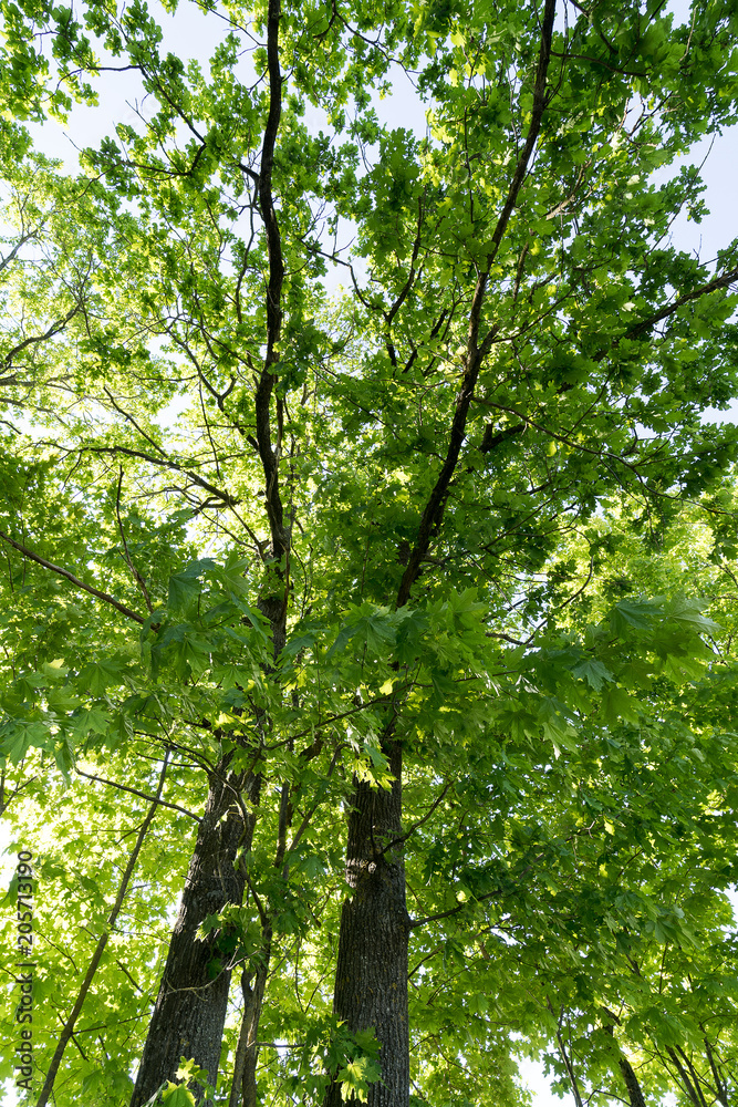 Obraz premium Green leaves.