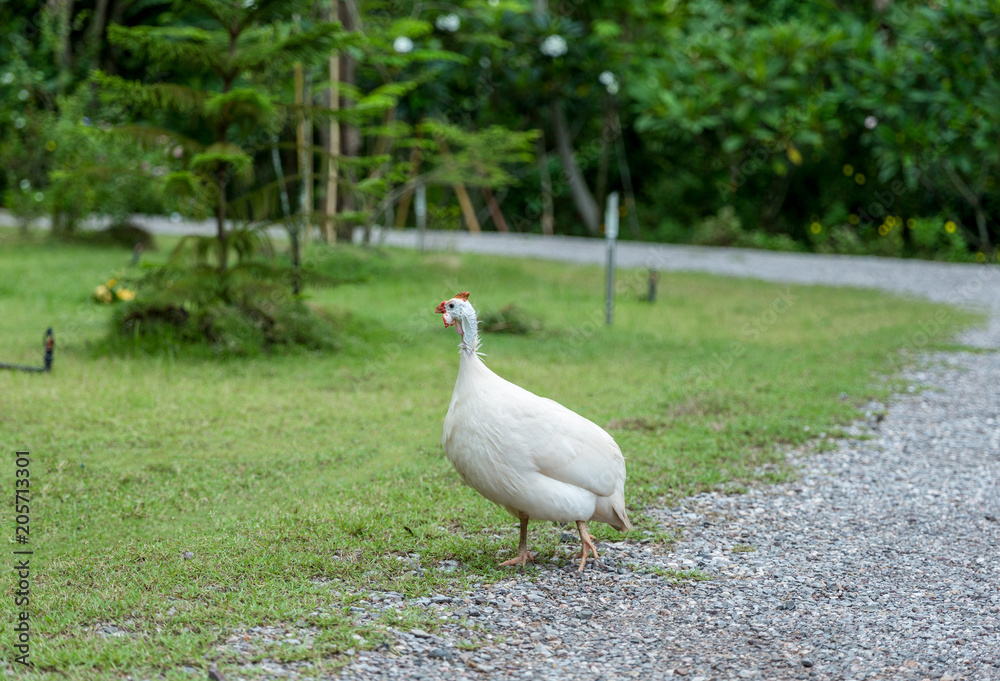 Domestic white guinea fowl is walking on green grass. Domestic white guinea fowl is walking on green grass.