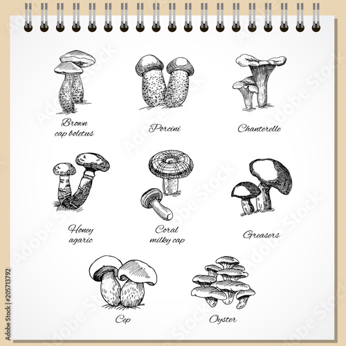 Ink Edible Mushrooms Set