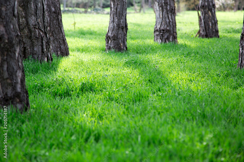 Green grass and trees. Sunny day in summer park Green grass and trees. Sunny day in summer park