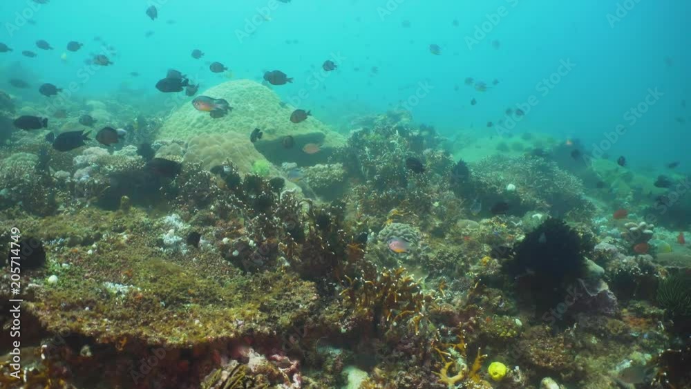 Tropical fish on coral reef at diving. Wonderful and beautiful underwater world with corals and tropical fish. Hard and soft corals. Philippines, Mindoro. Tropical fish on coral reef at diving. Wonderful and beautiful underwater world with corals and tropical fish. Hard and soft corals. Philippines, Mindoro.