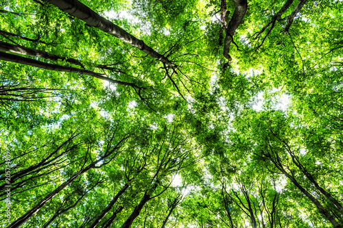 View of tree crowns in spring forest