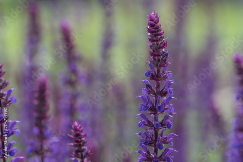 Bl  hender Steppen Salbei im Garten