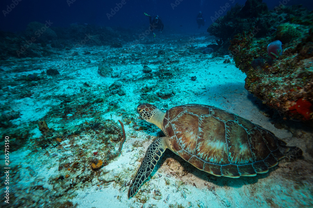 Obraz premium Turtle