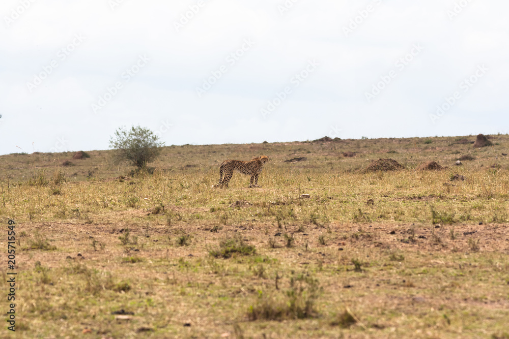 The cheetah with a small impala. A cat is always a cat. Masai Mara, Kenya The cheetah with a small impala. A cat is always a cat. Masai Mara, Kenya