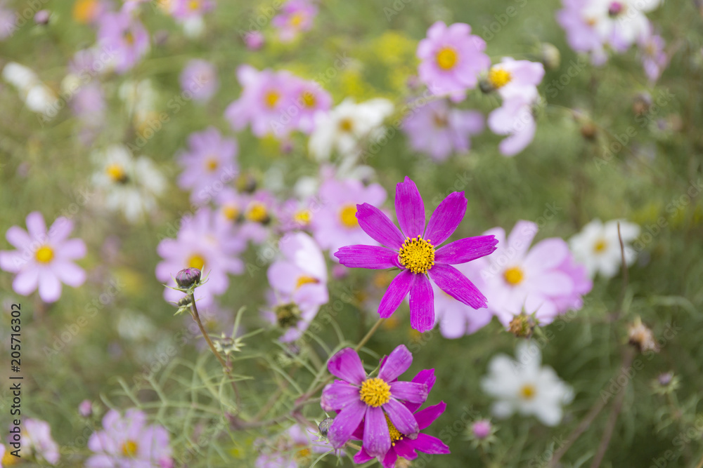 Autumn purple flowers blur background. Autumn purple flowers blur background.