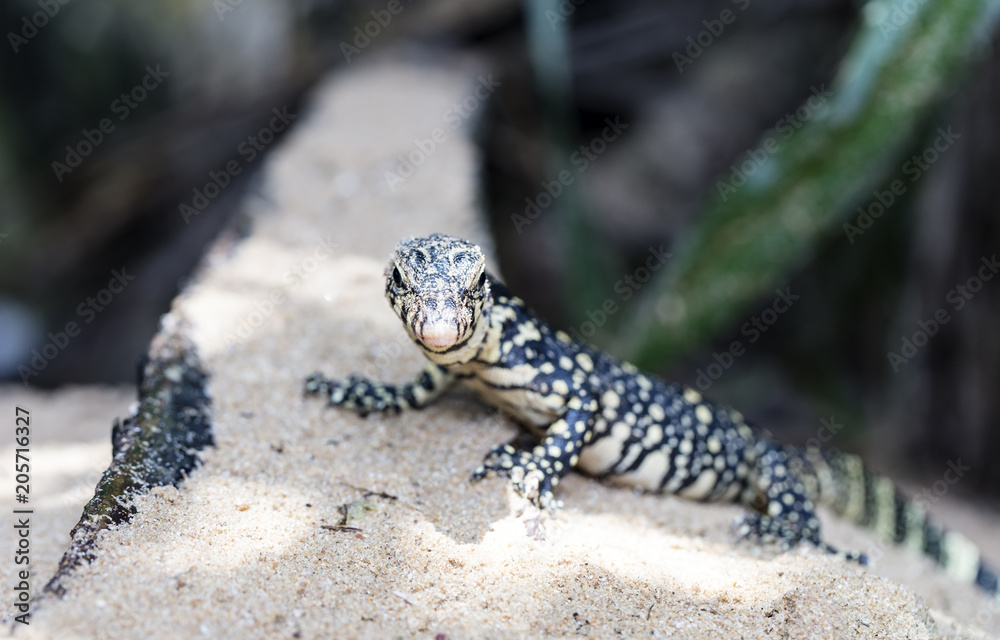 wild monitor in its natural habitat wild monitor in its natural habitat