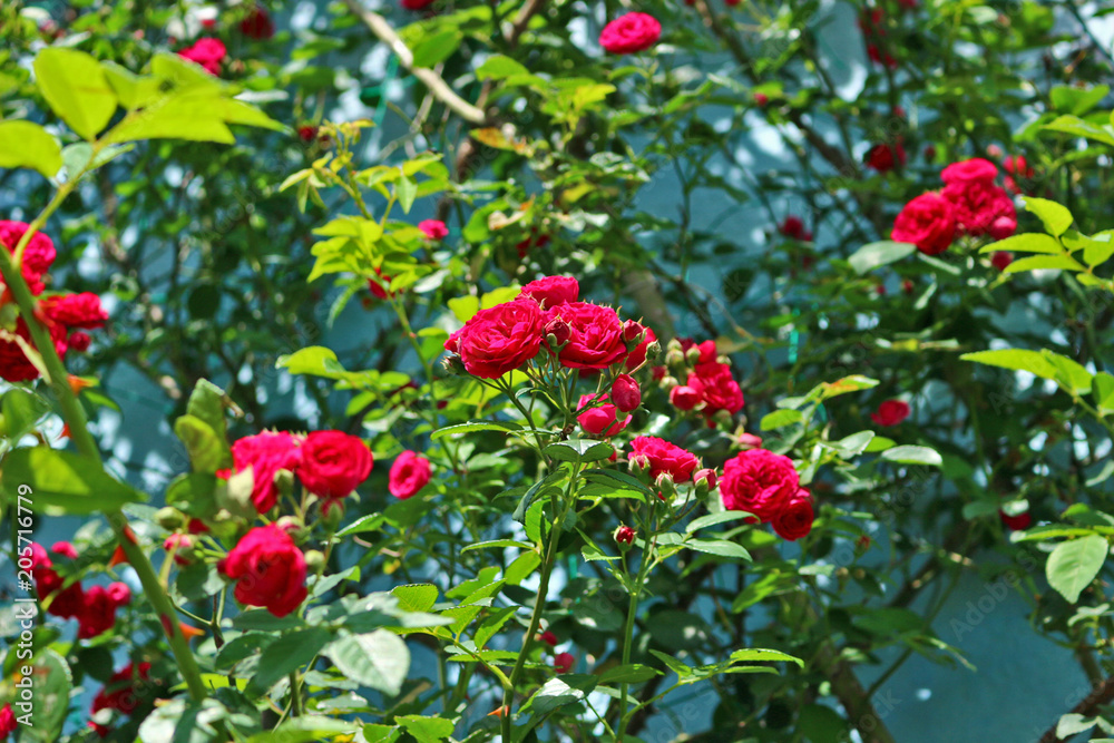 薔薇 薔薇