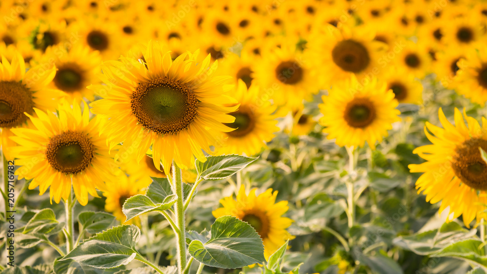 Fototapeta premium Full bloom sunflower field gardening field, natural landscape background