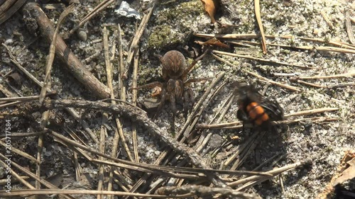 Pompilid wasps, attacking another wasp, fighting for a spider to continue offspring or food. Rapid movement of insects pompilid wasps with a red-bellied low above the ground photo