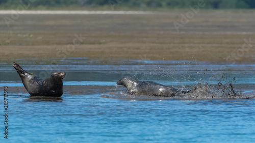 Photography Harbor seal who crawl on the sand to go to swim, in California, funny animal