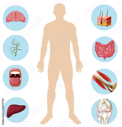 Human Organ Anatomy Part of Body
