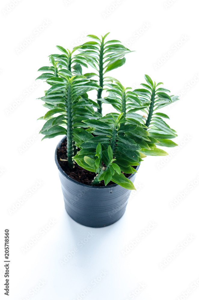 Little tree in little pot on white background Little tree in little pot on white background