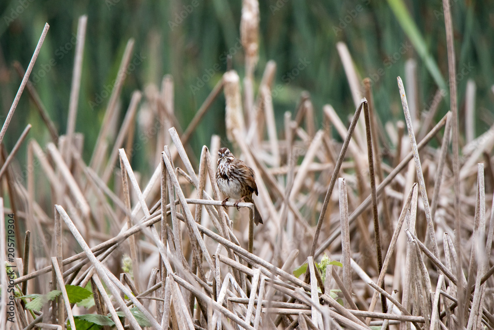 American Song Sparrow singing and cleaning on dead reeds