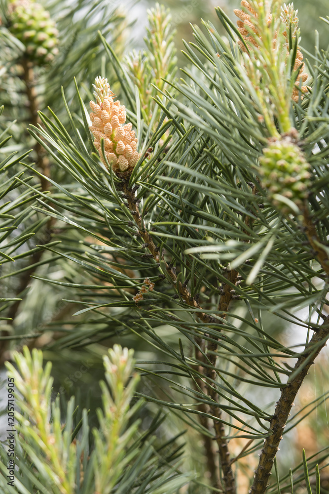 Pine flowers in a tree outside. Pine flowers in a tree outside.