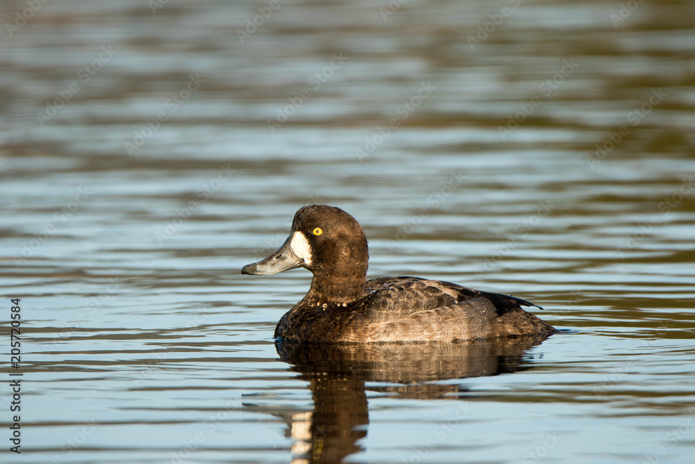 Lesser Scaup swimming in the marsh