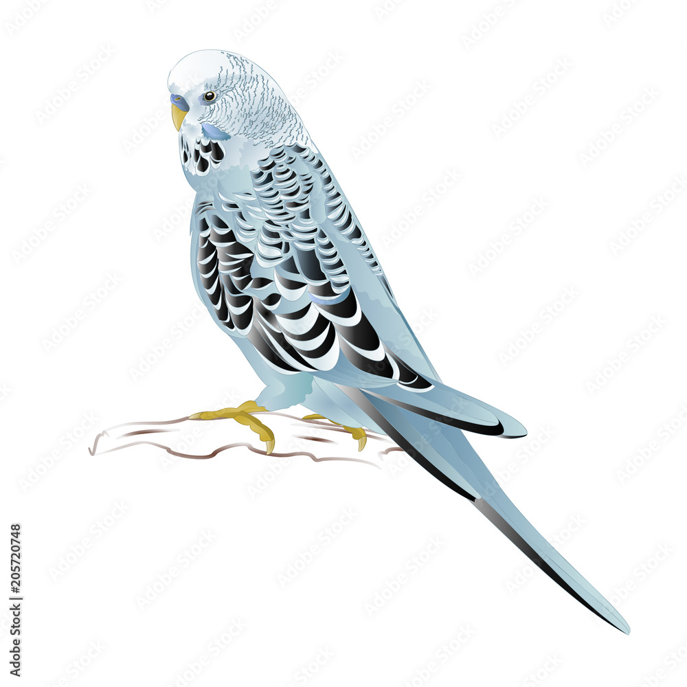 Budgerigar Home Pet Blue Pet Parakeet Or Budgie Or Shell Parakeet On A White Background Vintage Vector Illustration Editable Hand Draw Stock Vector Adobe Stock