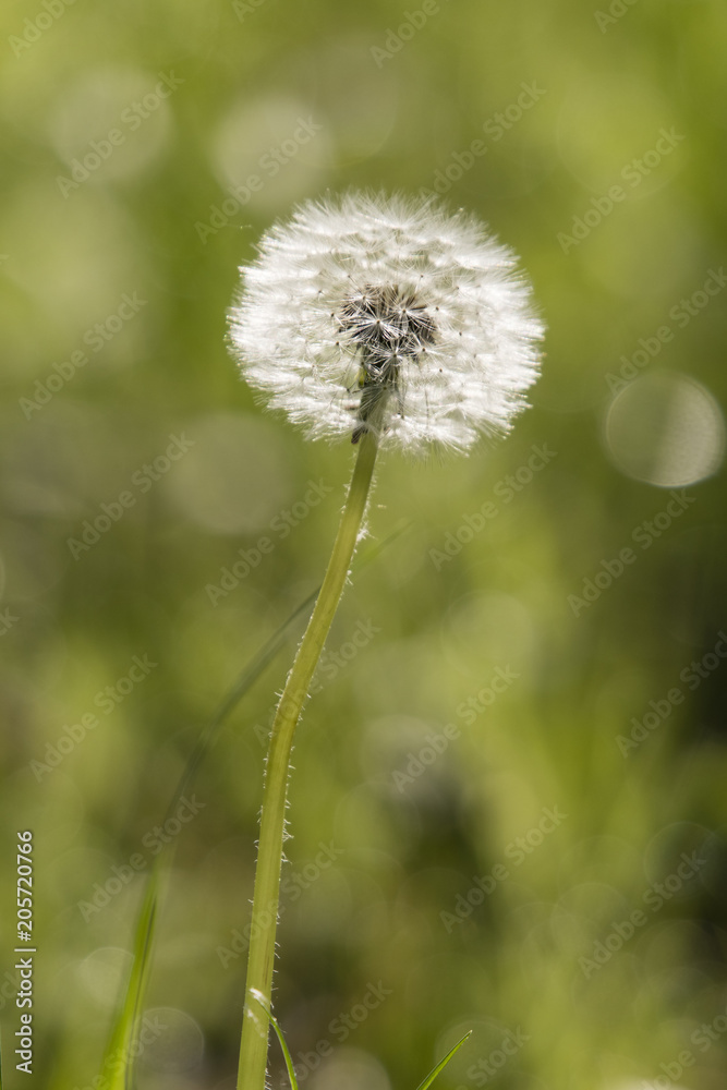 Fine dandelion fog in the morning sun. Fine dandelion fog in the morning sun.