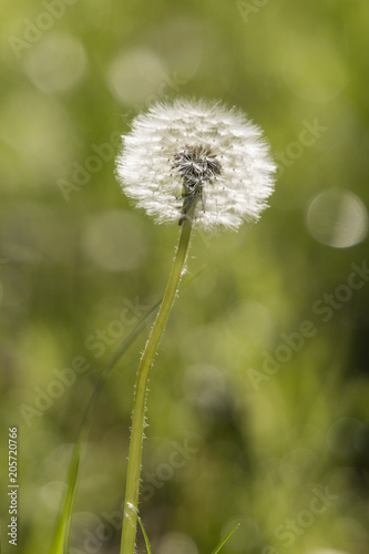 Fine dandelion fog in the morning sun.