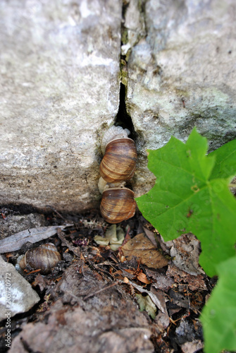 Couple garden snails crawling on old gray rock with crack, green maple leaves in the foreground, asphalt, soil, dry leaves background
