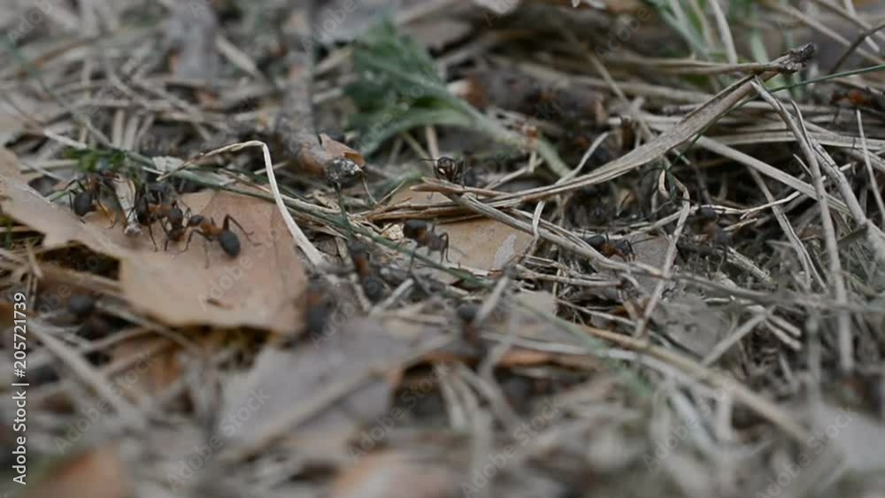 wild life Belarus, Europe: Colony Of Ants close up wild life Belarus, Europe: Colony Of Ants close up