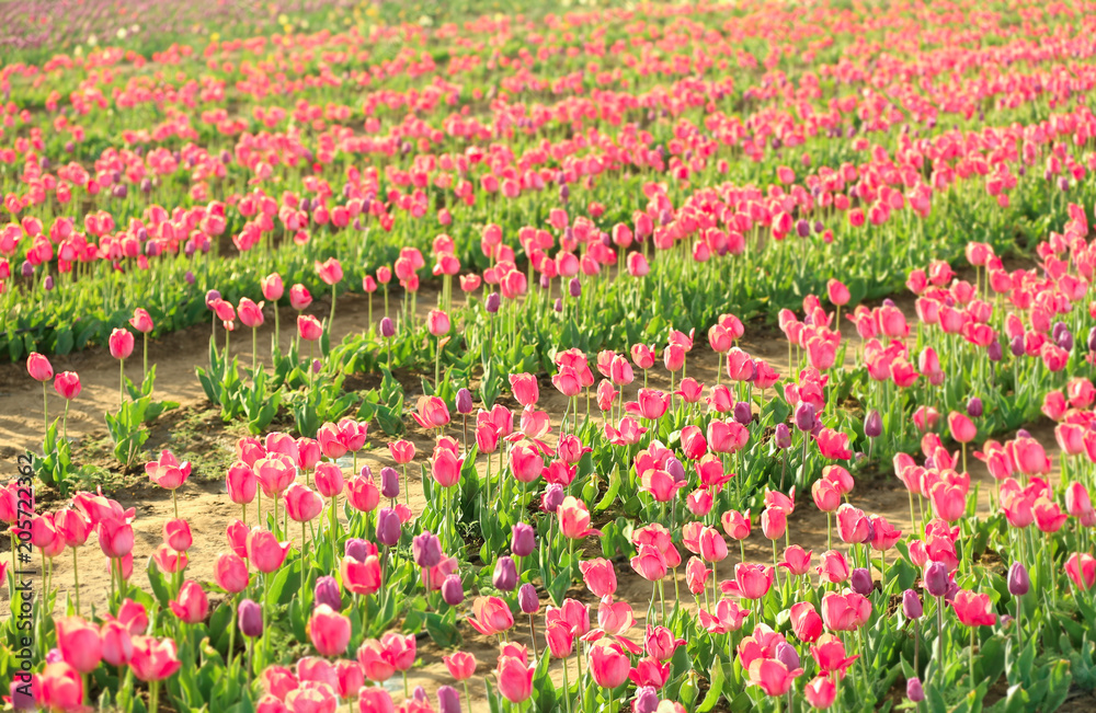 Picturesque view of field with blossoming tulips on sunny spring day