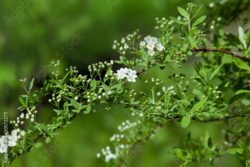 Blossoming bush of white Spiraea in a garden.