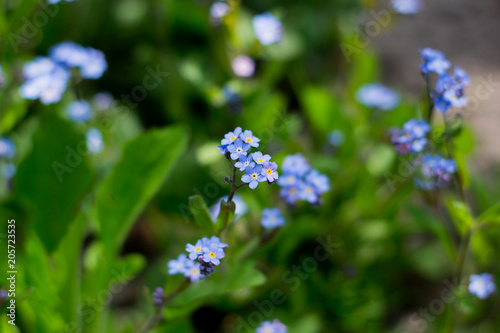 amazing beauty blue flowers