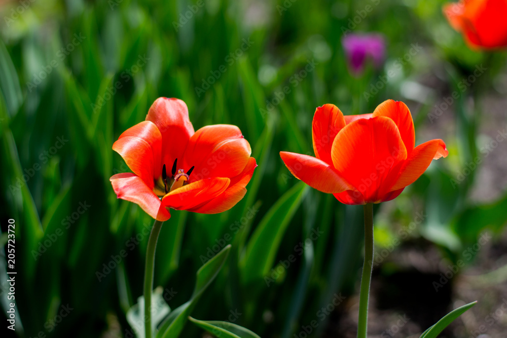 summer flowering of tulips in the field summer flowering of tulips in the field