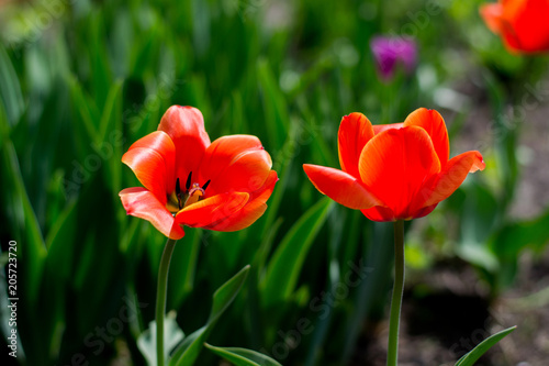 summer flowering of tulips in the field