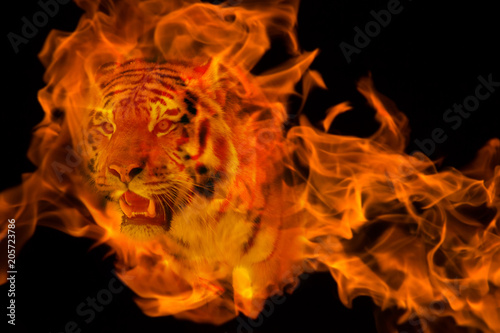 Blazzing tiger over black background photo