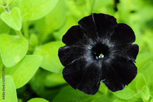 Black velvet petunia flower in garden photo