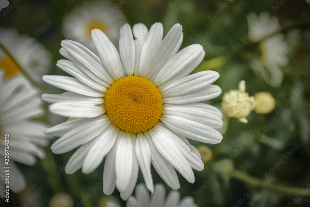 Camomile