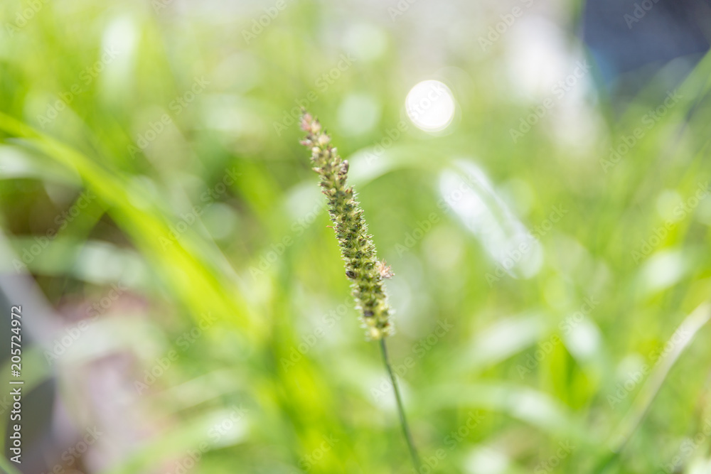beautiful single flower grass - Chrysopogon aciculatus or lesser spear grass in soft focus
