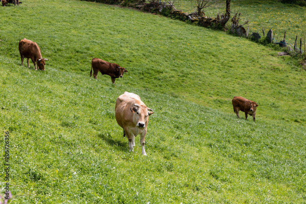 Valley of Leitariegos, in Asturias (Spain), at the beginning of spring
